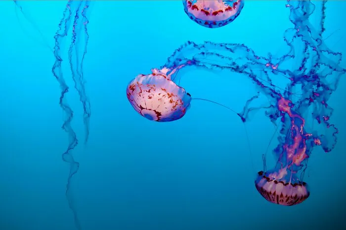 There Are Animals That Can Live Forever. Well, Sort-Of