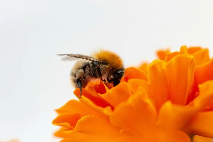 In High Temperatures, Nectar Ferments, Causing Bees To Become Drunk. Their Hive Won't Let Them Back In Until They've Sobered