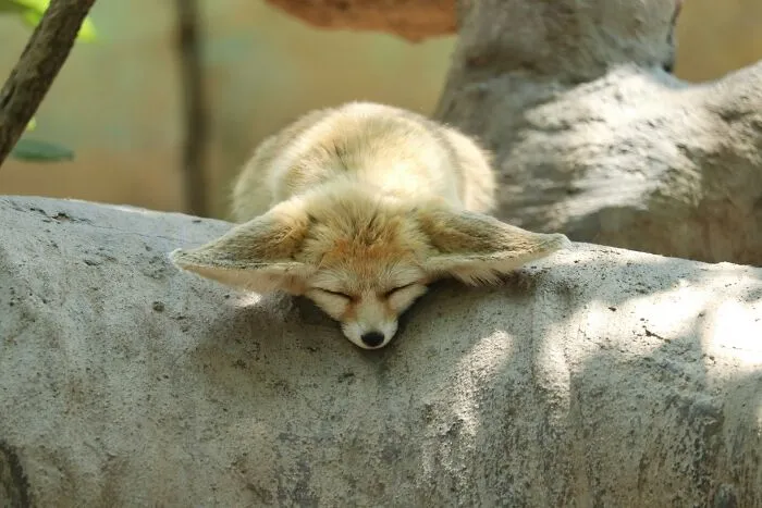 Desert Foxes Use Their Big Ears To Keep Cool