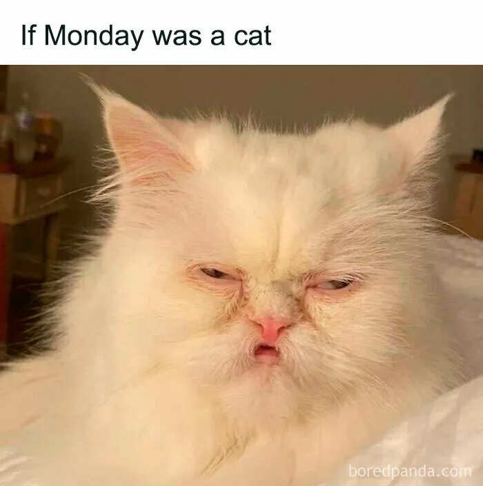 Fluffy white cat with a grumpy expression, captioned "If Monday was a cat," showcasing animal antics humor.