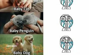 50 Delightful Animal Memes To Help You Ignore What’s Happening In The World Right Now