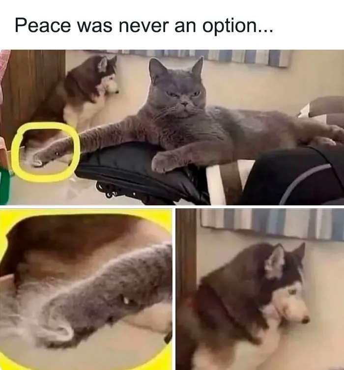 50 Hilarious Memes For People Who Enjoy A Distinct Brand Of Humor (New Pics)