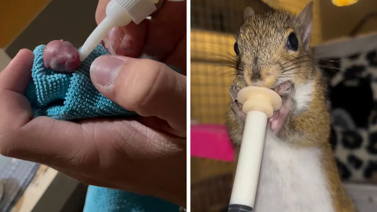 This Man Rescued An Unknown Newborn Creature That Turned Out To Be A Squirrel