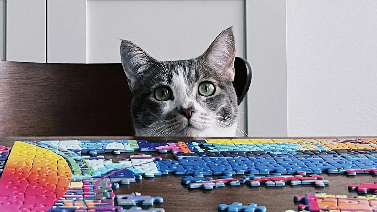 Lady Seeks Advice: "AITA For Refusing To Let My Roommate's Cat Into My Room After It 'Apologized'?"