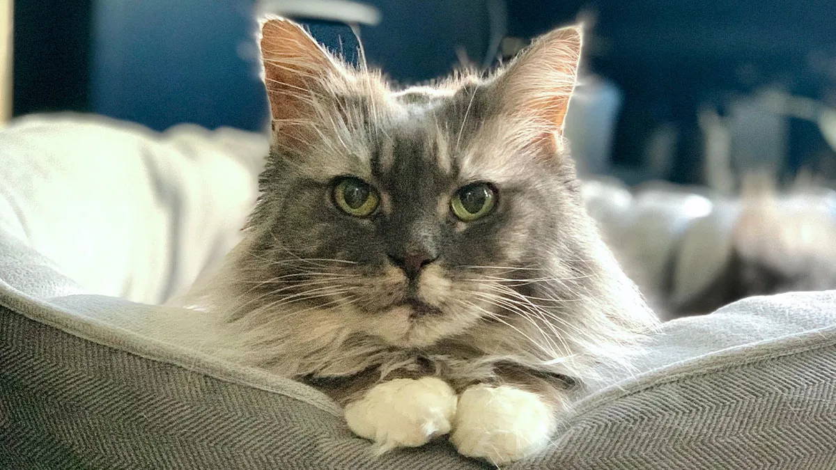 This Woman Opened Her Heart To A Cat Who Spent 12 Years In A Rabbit Cage