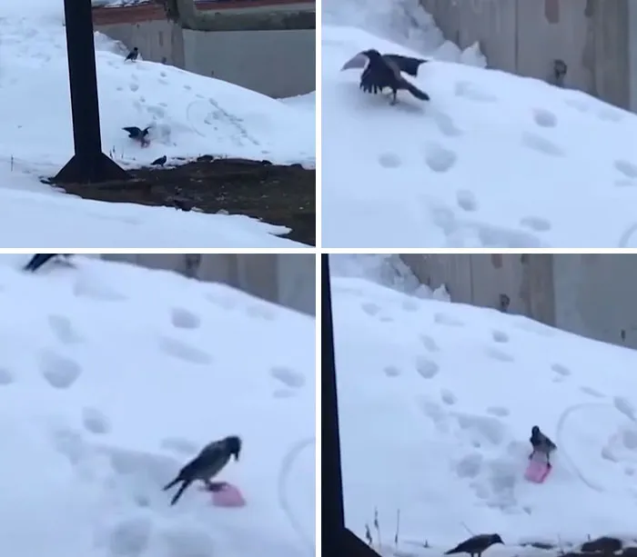 Crow Snowboarding And It's Using Plastic As A Sled. Crows Have Been Observed Engaging In Playful Behaviors, Like Sliding Down Snowy Rooftops Or Performing Aerial Acrobatics Just For Fun