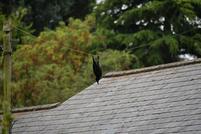 Crows Are Hilarious. They Seem To Enjoy Having Fun Keeping Themselves Amused. Here’s One That Used To "Hang Around" Outside Our House