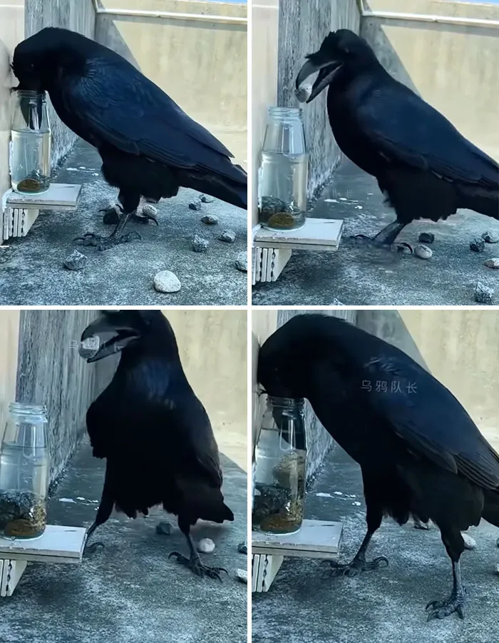 Crows Are So Smart! The Bird Was Thirsty And What Matters Is "Water". There Is Solution To Most Things If You Think Out Of The Box