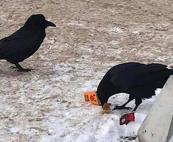 I Knew Crows Were Smart But This One Is Actually Dipping His Chicken Nuggets