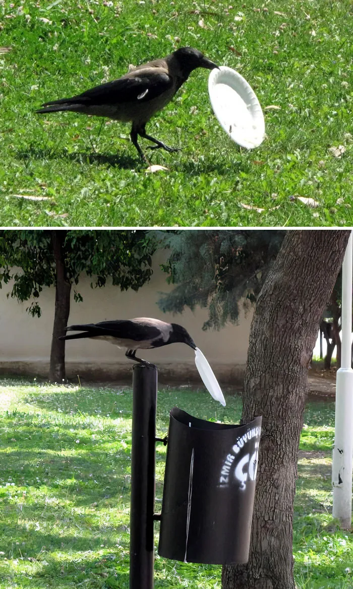 I Only Wish More People Were Like This Crow
