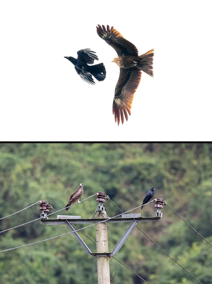 I Was In Vietnam Photographing Wildlife And Found An Eagle Pursuing A Crow For A Good While. After Watching Them For A Bit, They Landed And It Turned Out They Were Friends