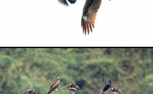 49 Times Crows Were Seen Doing Scarily Smart Things