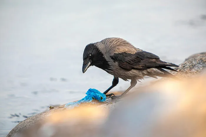 French Amusement Park "Puy Du Fou" Has Trained A Team Of Crows To Pick Up Garbage And Cigarette-Butts