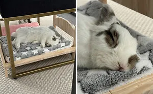 50 Cute And Funny Pics Of People Who Treat Their Animals Like VIPs