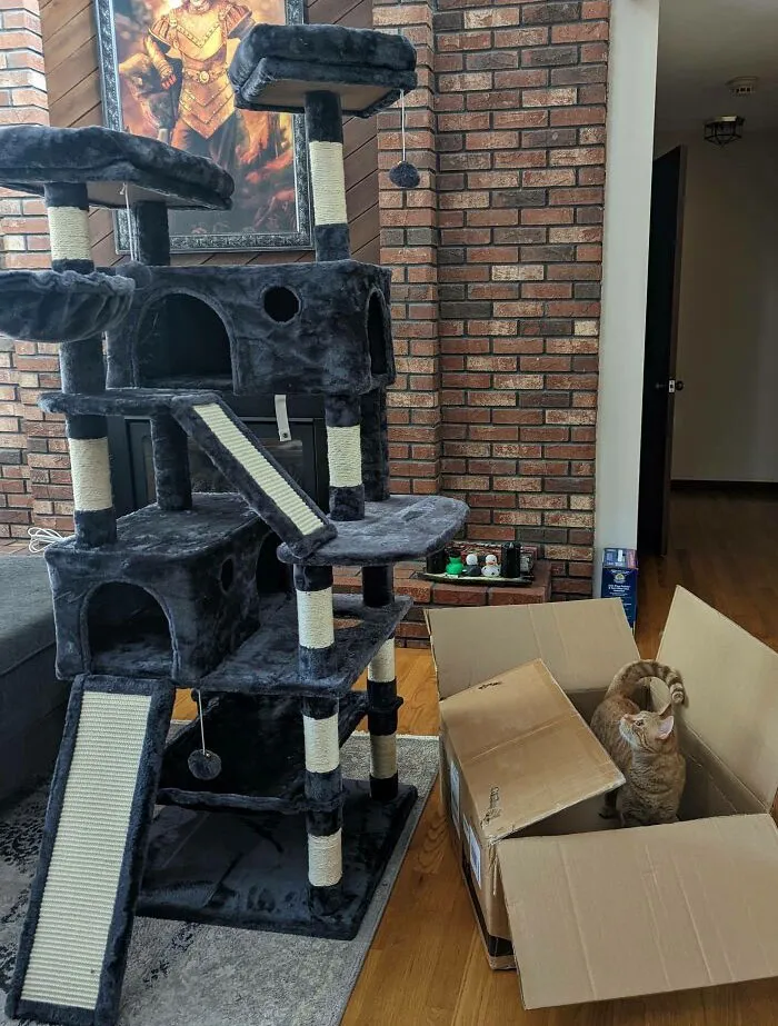 Two Hours Of Cat Tree Building Later