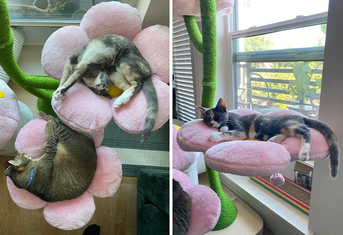 Lost My Mind And Spent $400 On A Cat Tree But Look