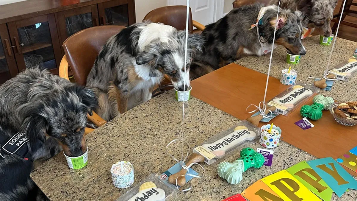 50 Cute And Funny Pics Of People Who Treat Their Animals Like VIPs
