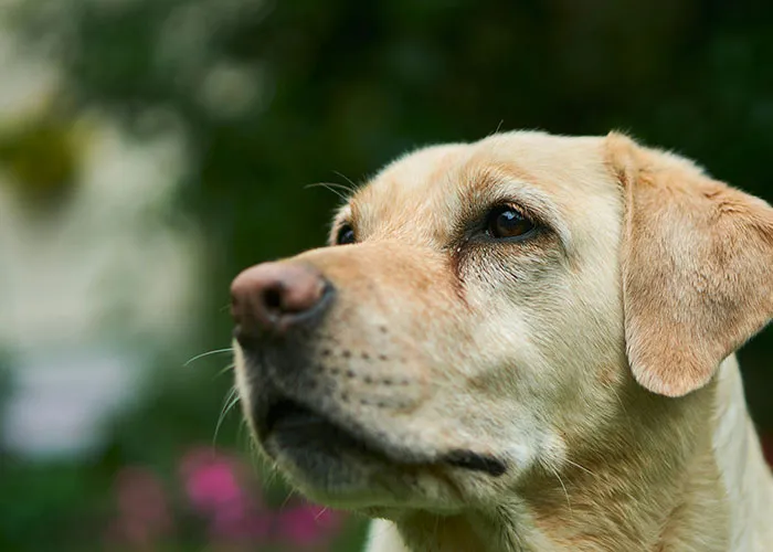 People With Impossibly Dumb Pets Share Their Stories, Here Are 45 Of The Most Unhinged Ones