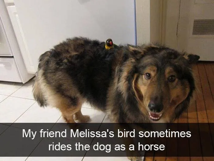 50 Hilarious Animals Who Lost The Plot And Got Caught Going “Goblin Mode” (New Pics)