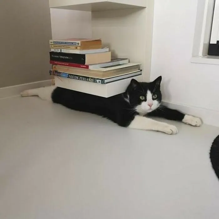 Here Are 35 Cats Being Cats In The Funniest Way Possible, As Seen Online