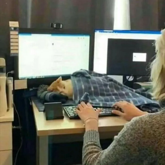 Here Are 35 Cats Being Cats In The Funniest Way Possible, As Seen Online