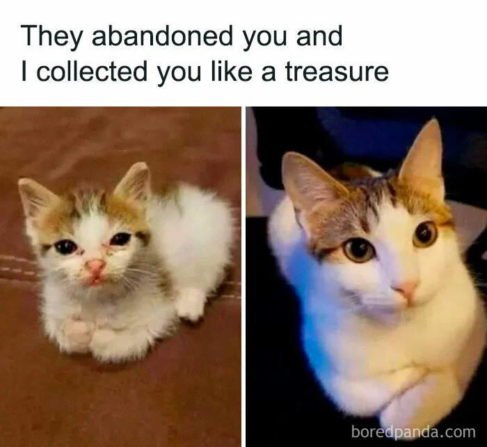 50 Feel-Good Memes And Pics To Help You Escape The Negativity (New Pics)