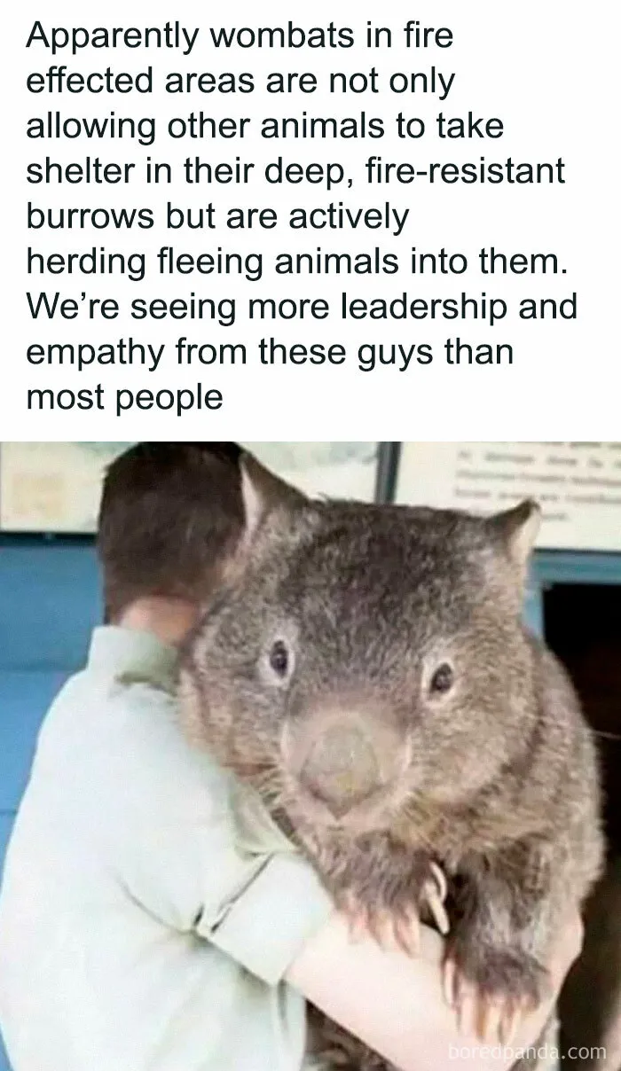 50 Feel-Good Memes And Pics To Help You Escape The Negativity (New Pics)