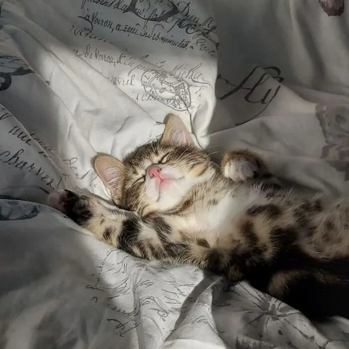 Here Are 35 Cats Being Cats In The Funniest Way Possible, As Seen Online