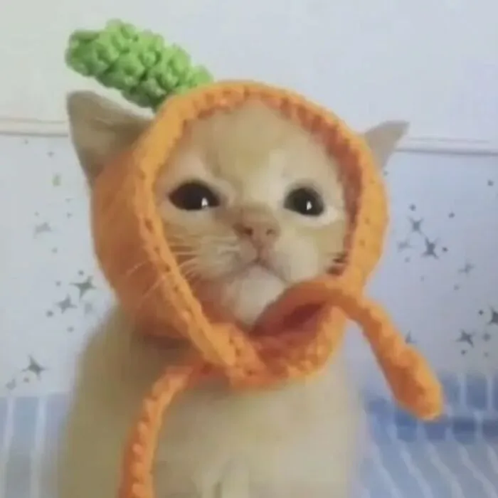 Here Are 35 Cats Being Cats In The Funniest Way Possible, As Seen Online