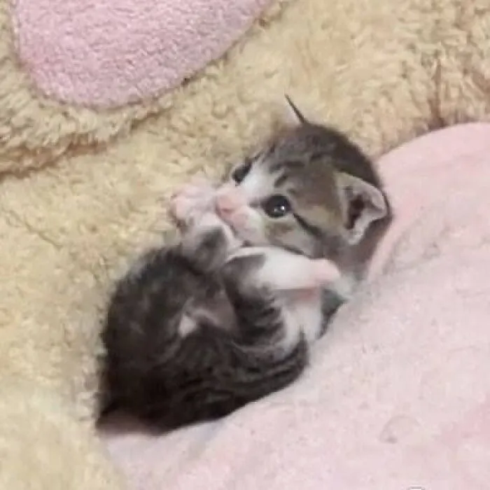 Here Are 35 Cats Being Cats In The Funniest Way Possible, As Seen Online