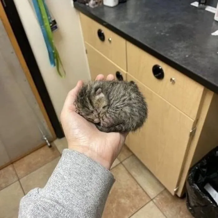 Here Are 35 Cats Being Cats In The Funniest Way Possible, As Seen Online