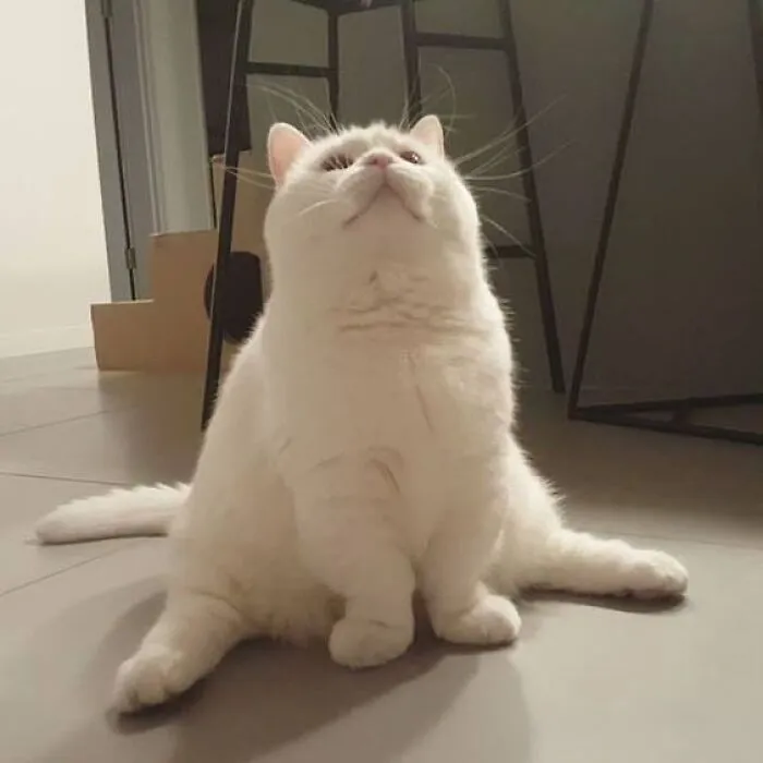 Here Are 35 Cats Being Cats In The Funniest Way Possible, As Seen Online