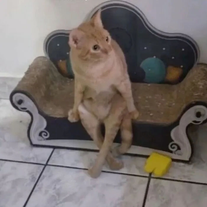 Here Are 35 Cats Being Cats In The Funniest Way Possible, As Seen Online