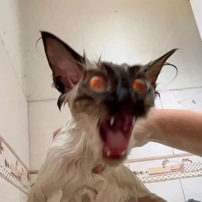 Here Are 35 Cats Being Cats In The Funniest Way Possible, As Seen Online