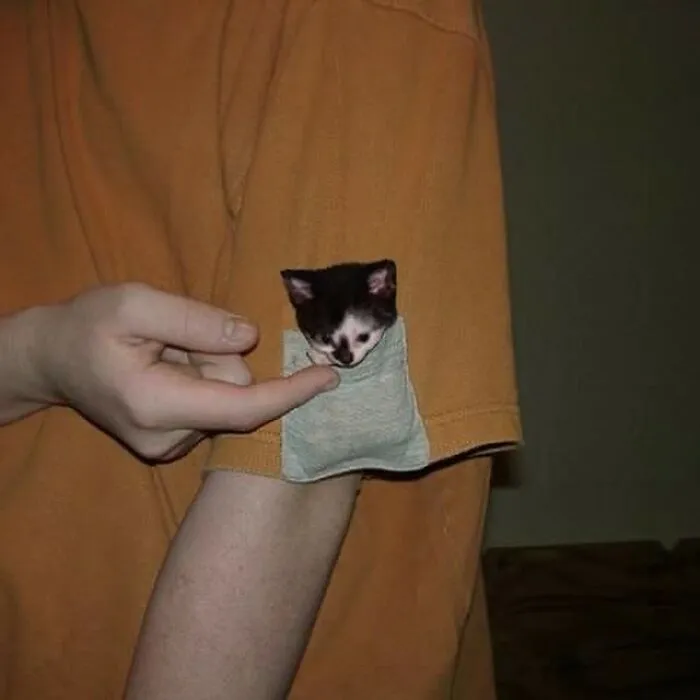 Here Are 35 Cats Being Cats In The Funniest Way Possible, As Seen Online