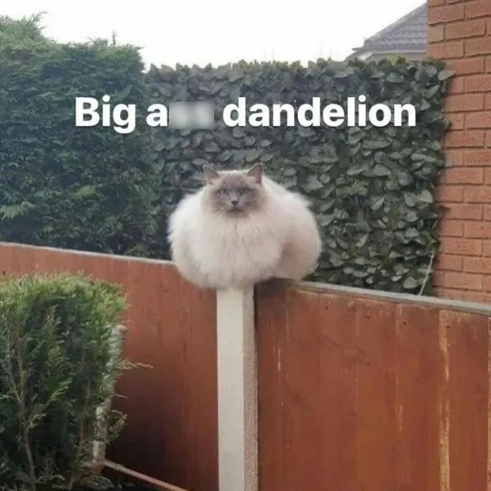 Here Are 35 Cats Being Cats In The Funniest Way Possible, As Seen Online
