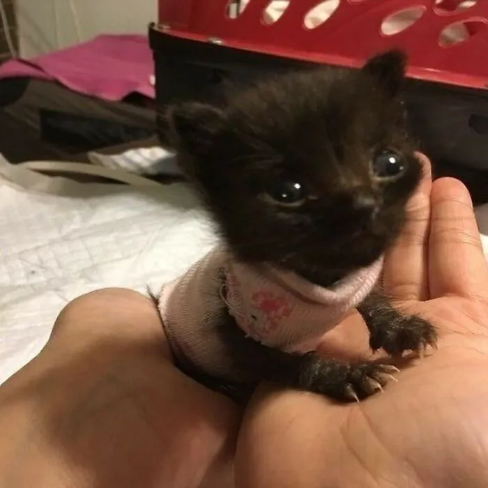 Here Are 35 Cats Being Cats In The Funniest Way Possible, As Seen Online