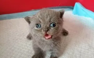 Here Are 35 Cats Being Cats In The Funniest Way Possible, As Seen Online