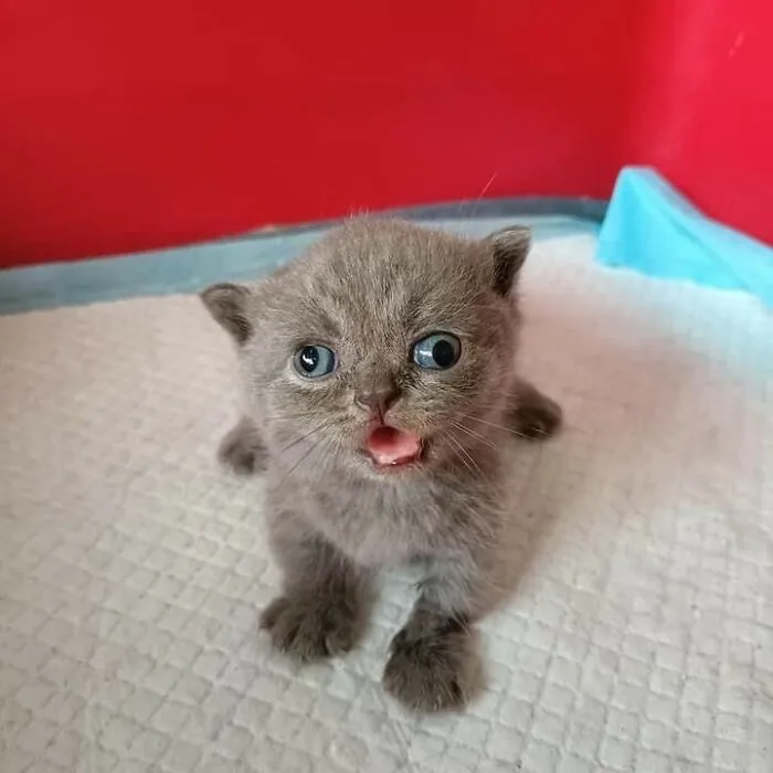 Funny-Silly-Cats-Pics