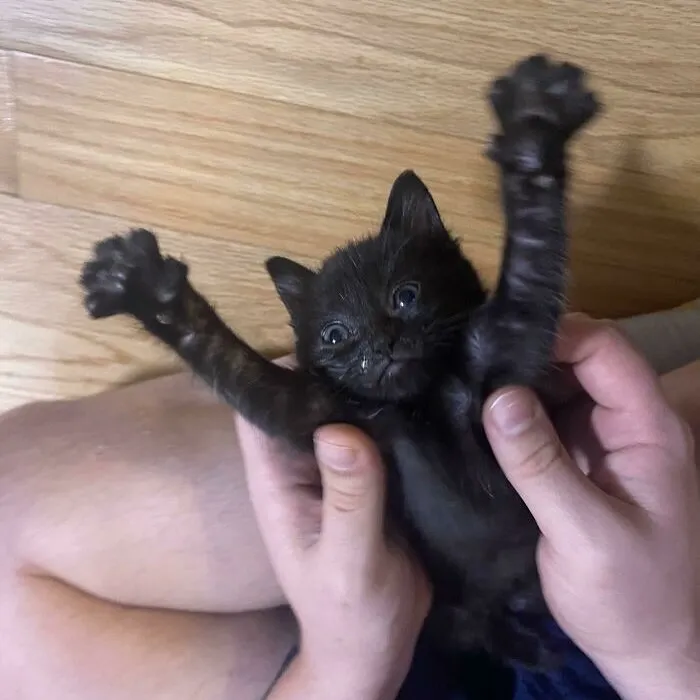 Here Are 35 Cats Being Cats In The Funniest Way Possible, As Seen Online