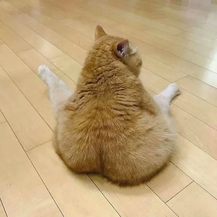 Here Are 35 Cats Being Cats In The Funniest Way Possible, As Seen Online