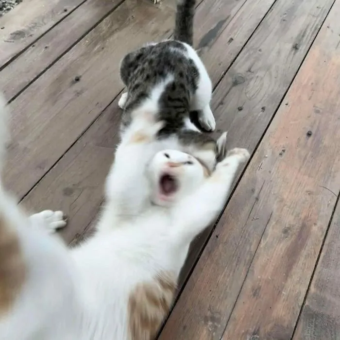 Here Are 35 Cats Being Cats In The Funniest Way Possible, As Seen Online