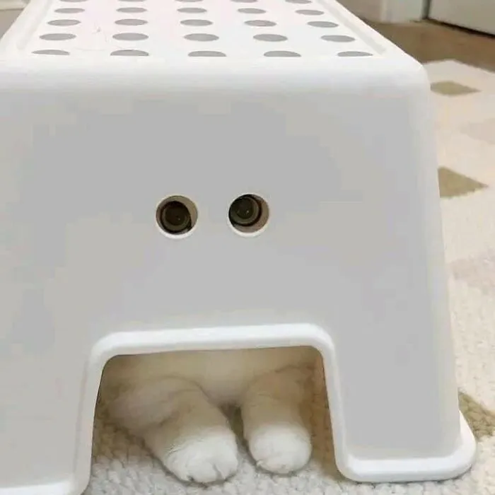 Here Are 35 Cats Being Cats In The Funniest Way Possible, As Seen Online
