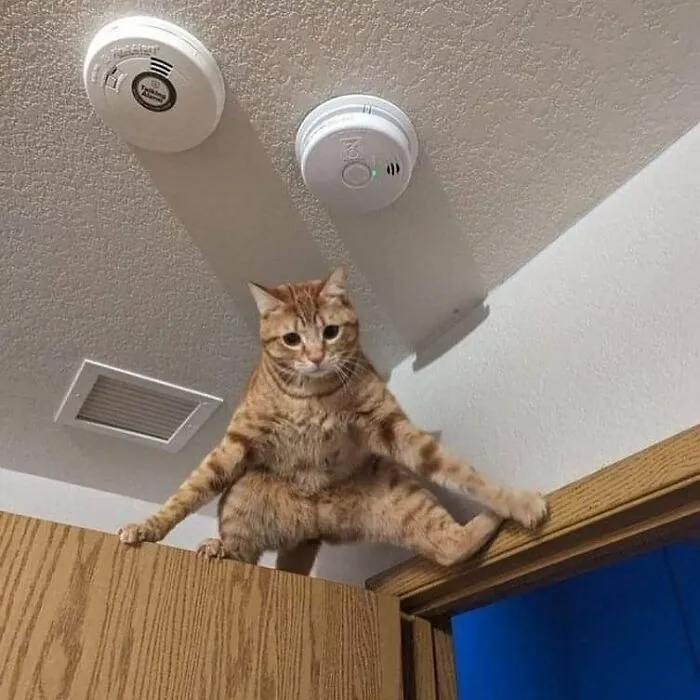 Here Are 35 Cats Being Cats In The Funniest Way Possible, As Seen Online