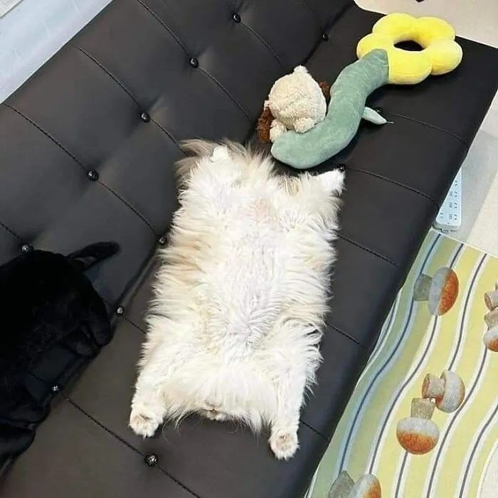 Here Are 35 Cats Being Cats In The Funniest Way Possible, As Seen Online