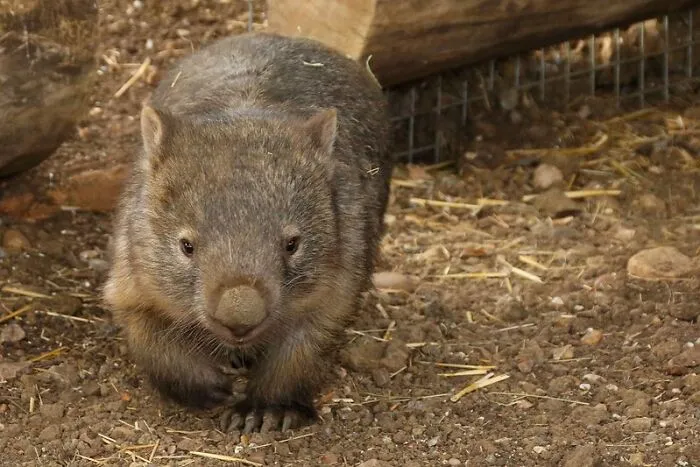 50 Cool And Interesting Facts People Learned About Animals