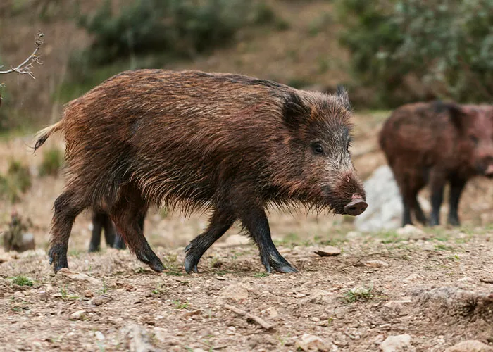 “It Snapped Like A Biscuit”: 40 Hikers Who Saw Something Truly Terrifying