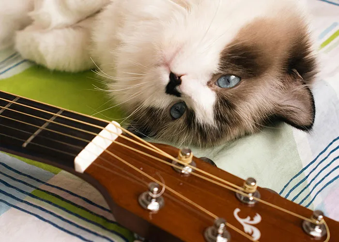 People With Impossibly Dumb Pets Share Their Stories, Here Are 45 Of The Most Unhinged Ones