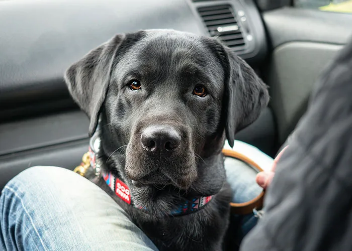 People With Impossibly Dumb Pets Share Their Stories, Here Are 45 Of The Most Unhinged Ones