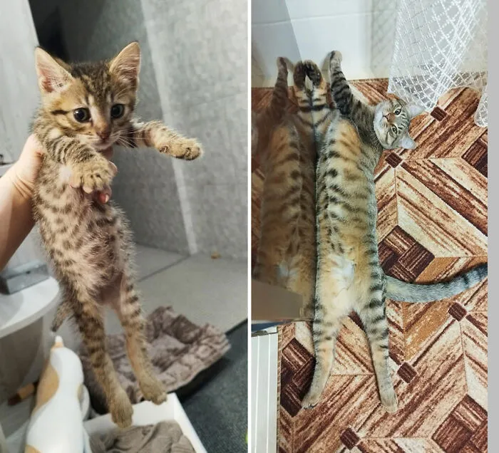 30 Wholesome Pics Of Kittens Growing Into Cats, As Shared On The “Cat Grows” Group (New Pics)